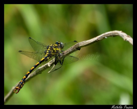 Onychogomphe à pinces - Onychogomphus forcipatus
